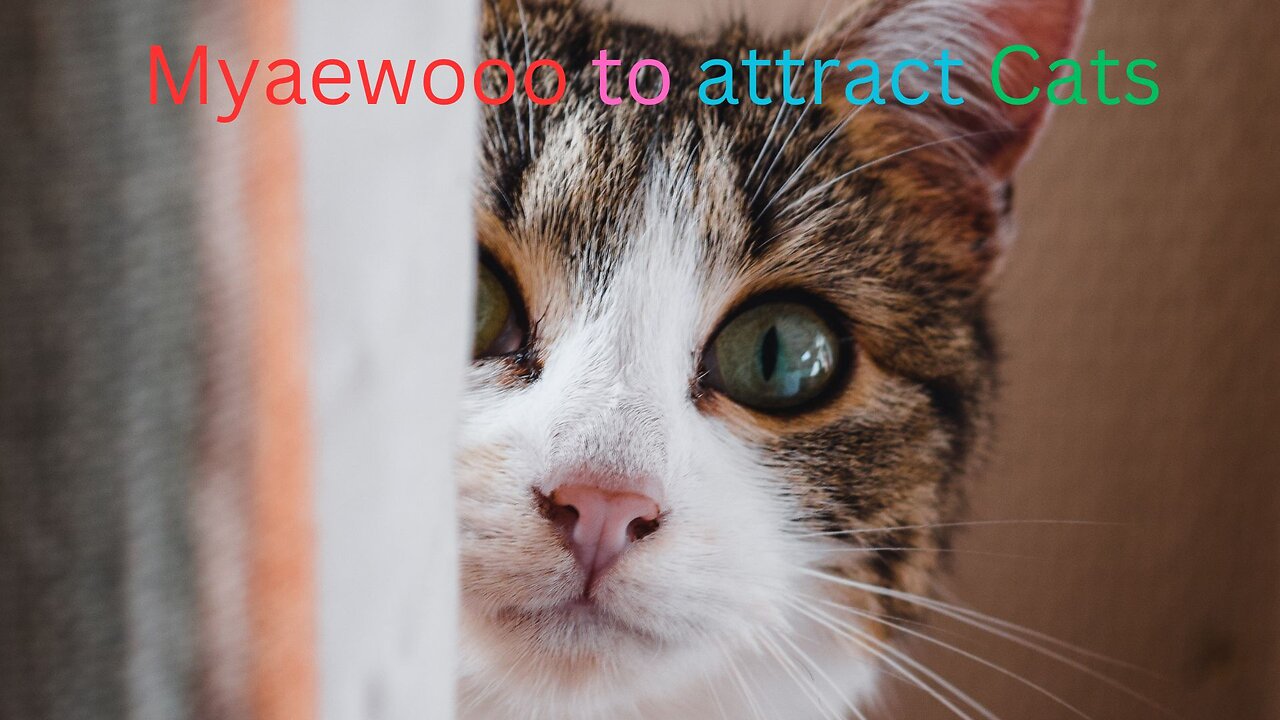 Sounds attracts Cats - Meouw to have Cats come for You