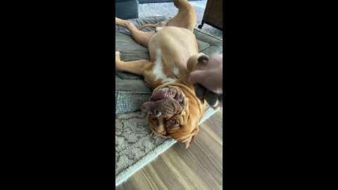 MASSIVE Pit Bull surrenders to belly rubs!! 🦁🧡🥰