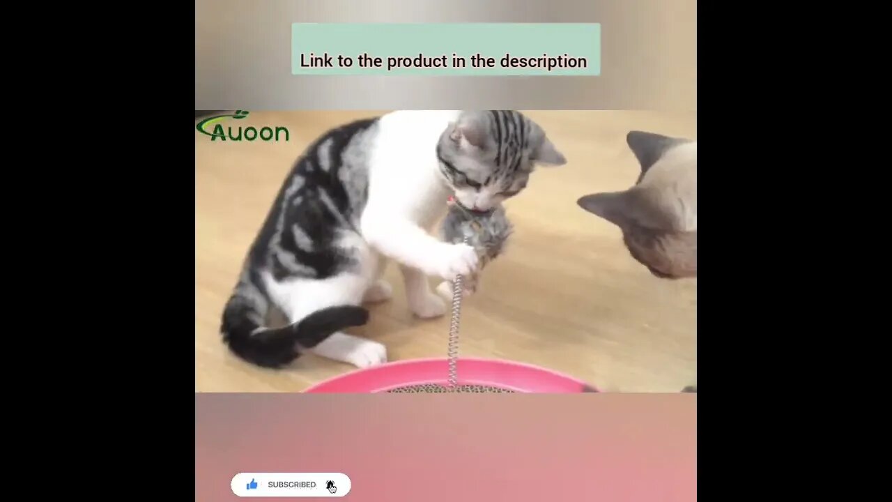 cute cat videos 😹 funny videos 😂23