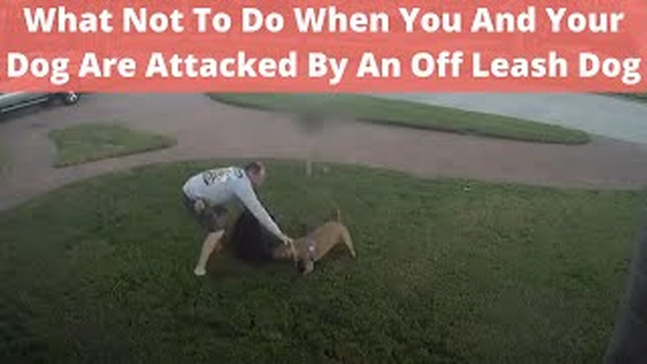 Dog Attack: What To Do & What Not To Do When Attacked By Off-Leash Dog, Defend Against Dog Attack