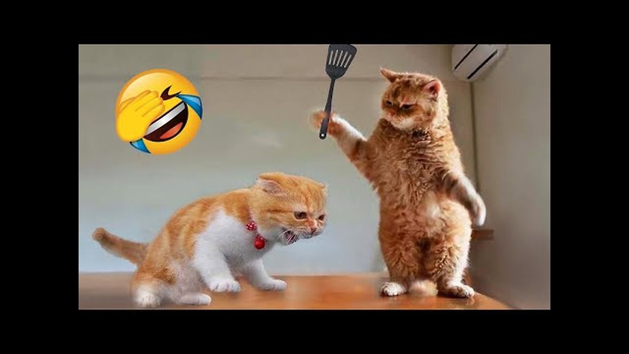 NEW FUNNY CATS & DOGS VIDEO