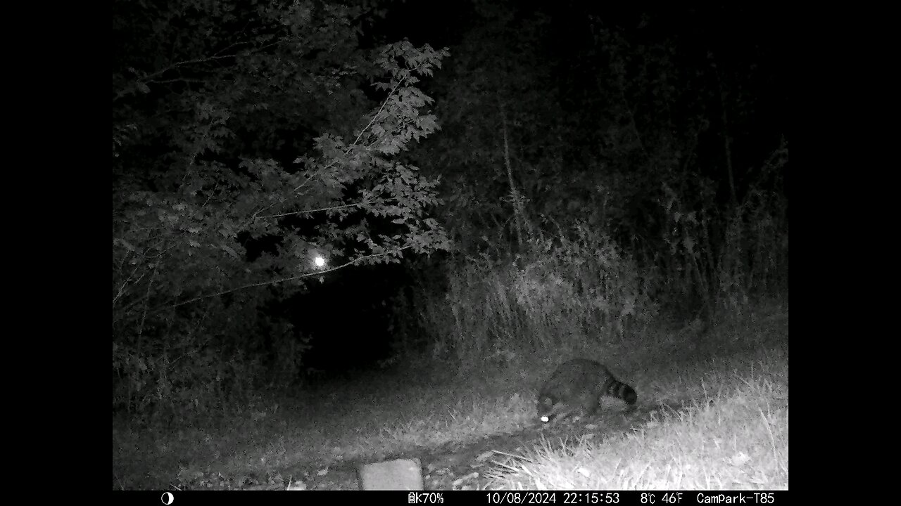 Raccoon 10-08-2024