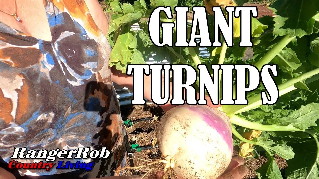 Giant Turnips, Corn Update & Dealing with Extreme Heat