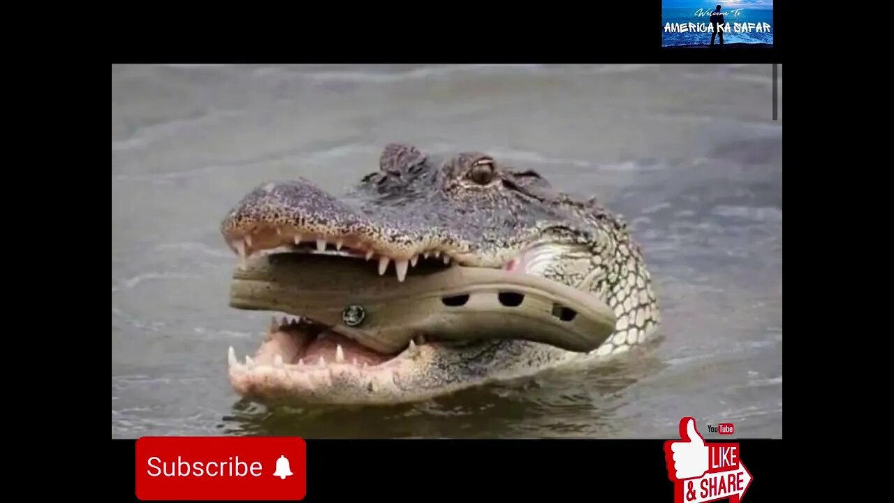 Cute animals #pets #viral #subscribe #dog #cat #new #best #friends #pakistan #america #shorts #play