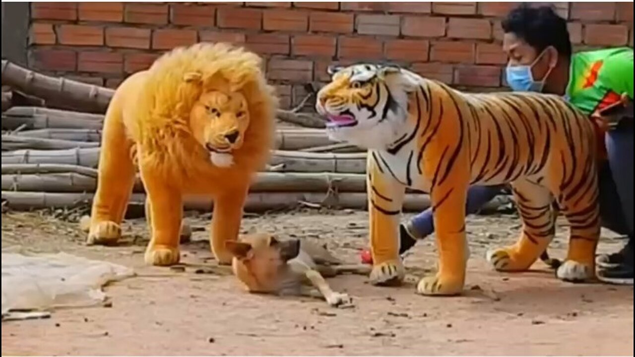 Troll Prank Dog Funny & fake lion and Fake Tiger Prank