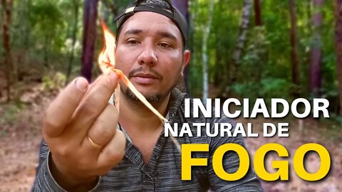 ISCA DE FOGO NATURAL - CONHECI O DIDAL UMA ARVORE QUE TEM A CASCA IGUAL PAPEL