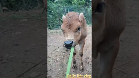 Baby cows eat grass leaves very delicious