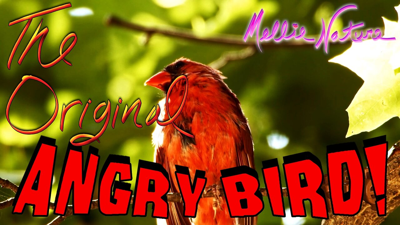 🐦Cardinal🐦- The Original Angry Bird!