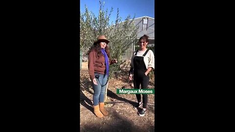 Mollie Engelhart - Can Olive Leaf Tea Cure Covid?