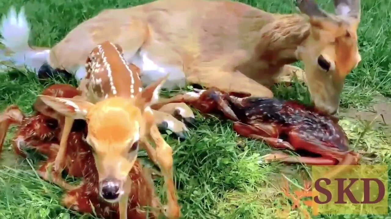 How to Deer Birthing four babies so amazing...!