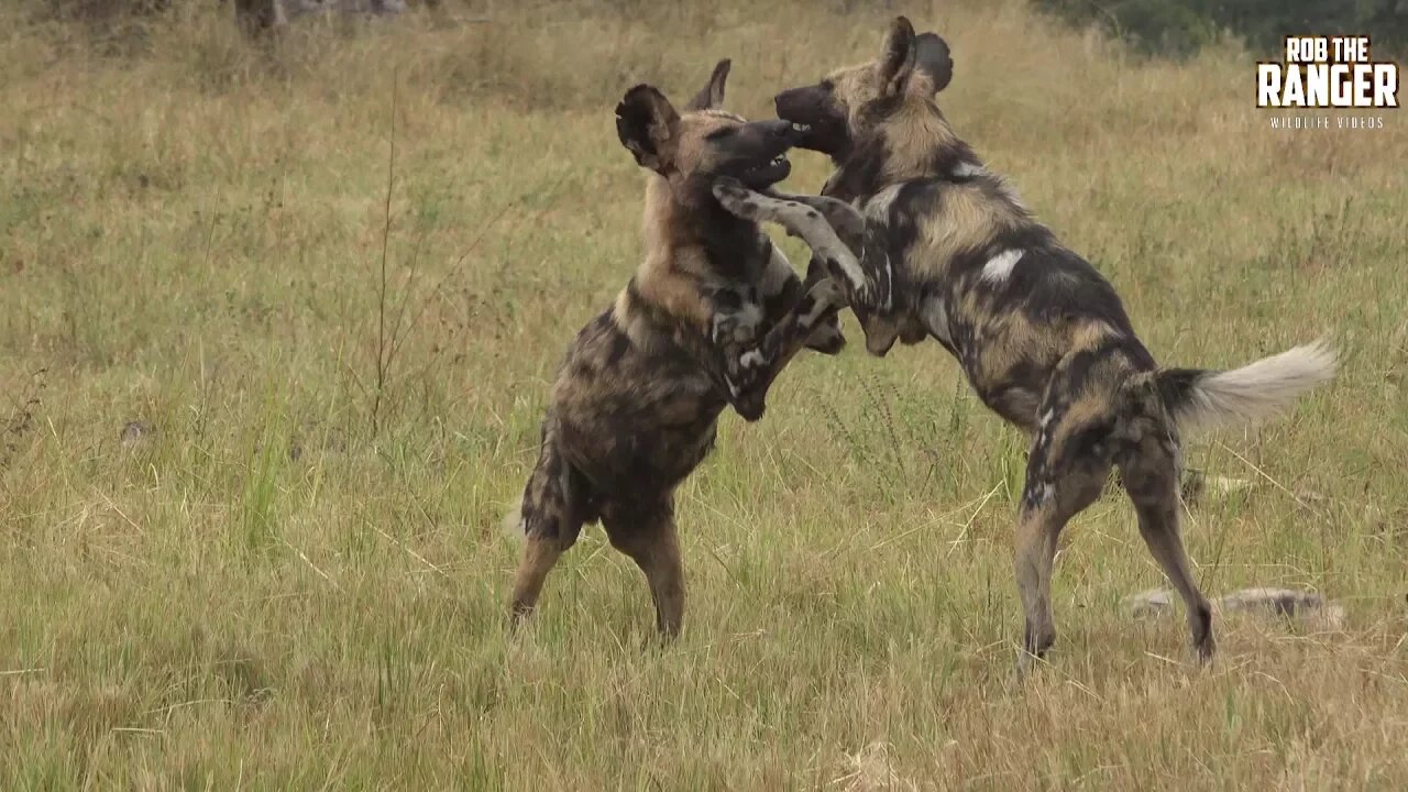 African Wild Dogs Playing In The Sun