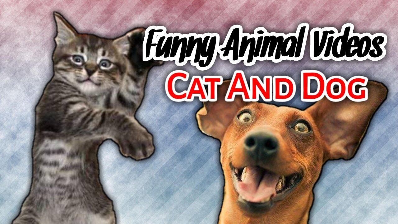 Funniest Animals 2023, Funny Cat And Dog Videos