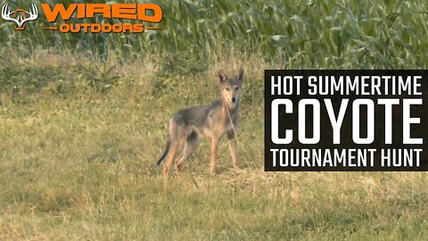 HOT Summertime Coyote Tournament Hunt