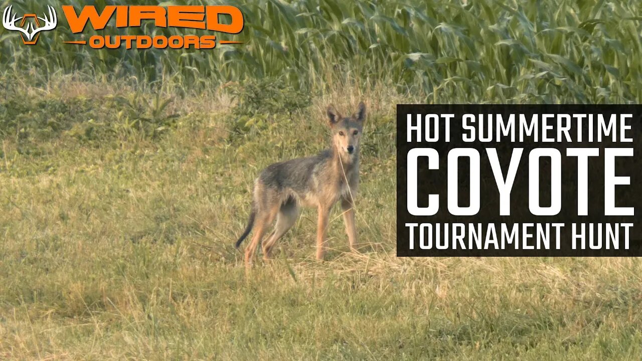 HOT Summertime Coyote Tournament Hunt