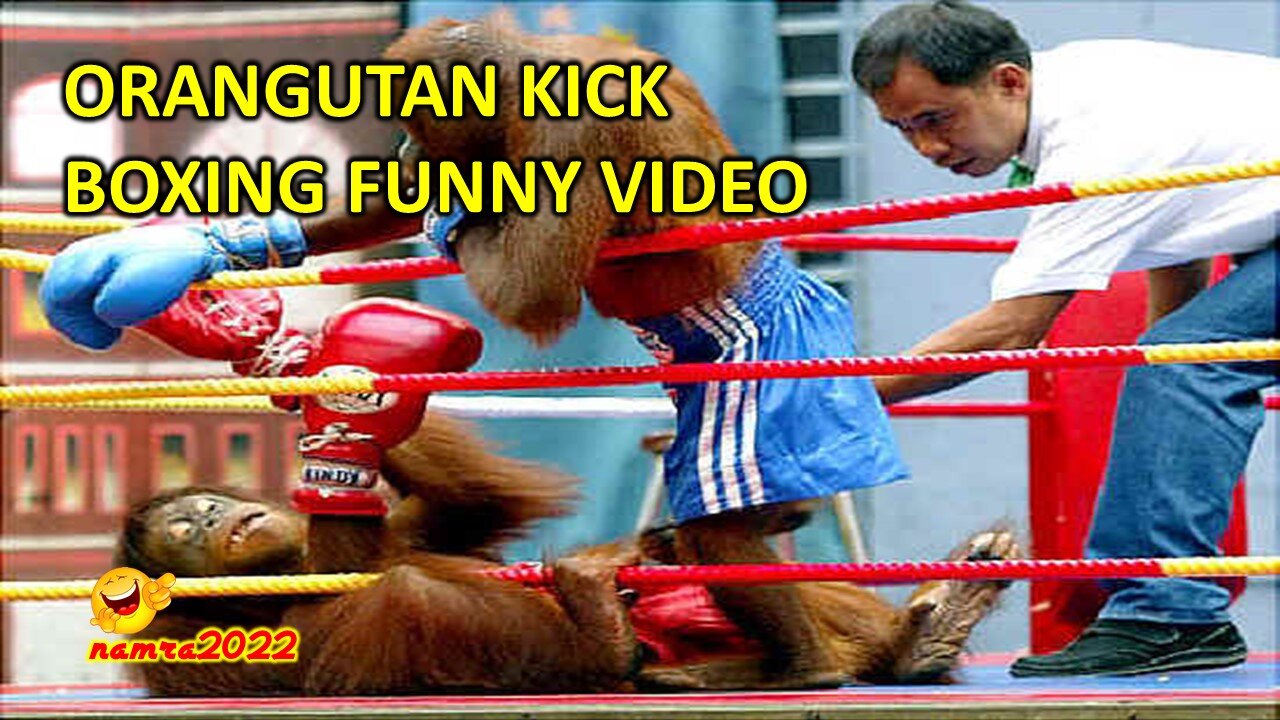 ORANGUTAN KICK BOXING FUNNY VIDEO