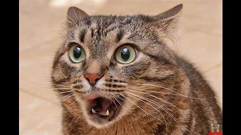 Cat Shocked by A Fake Snake