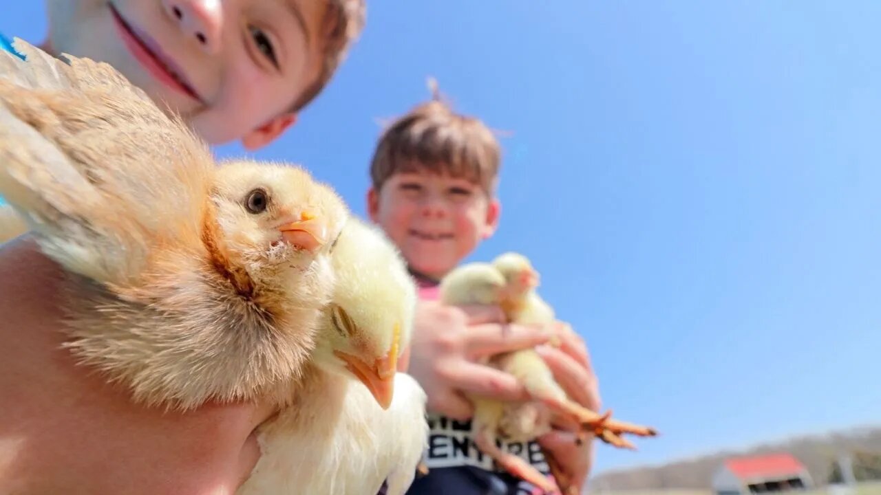 Because our new chick needs Friends