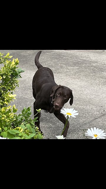 😂 Hilarious 🤣 Dog 🐕 Videos 😄