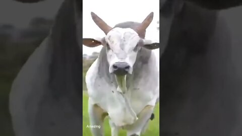 Amezing
