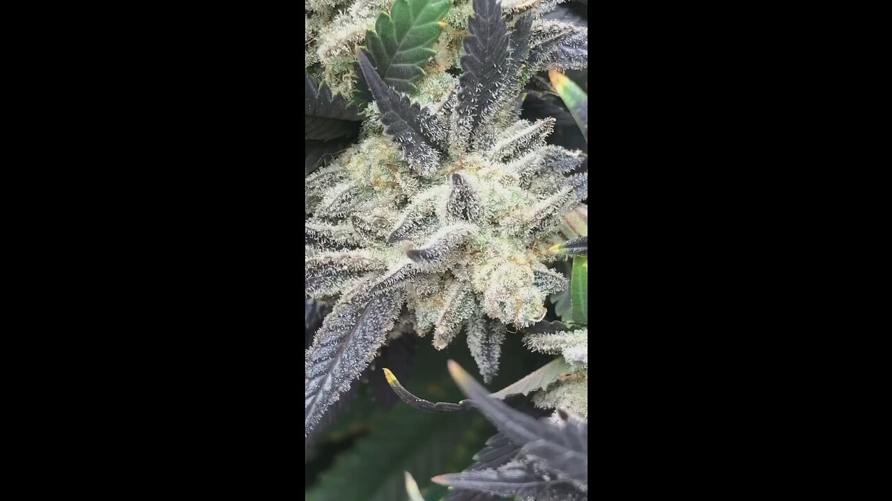 PLATINUM GORILLA🦍🪙 (gorilla glue #4 x platinum)