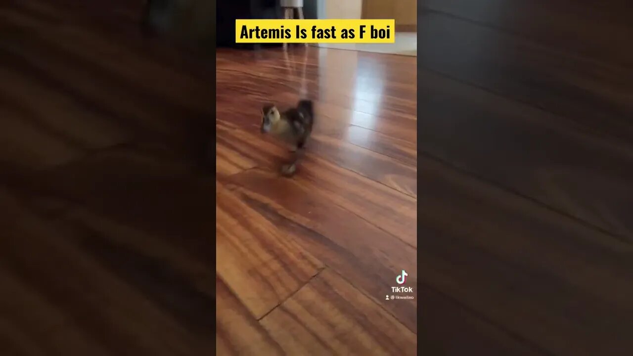 Artemis the lost duckling is Fast as F boi #funny #pets #duckling #funnyvideo #funnyshorts #fun