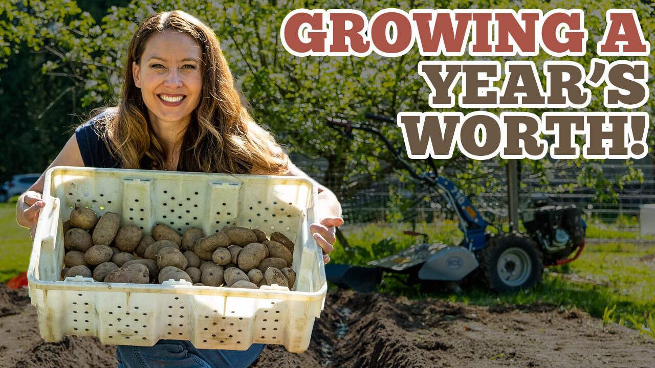 Planting a YEAR'S worth of Potatoes (and some beets!)