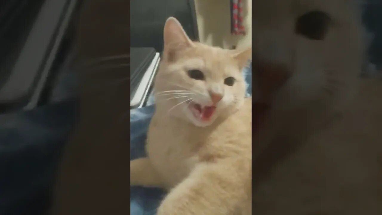 Mr Meowgi