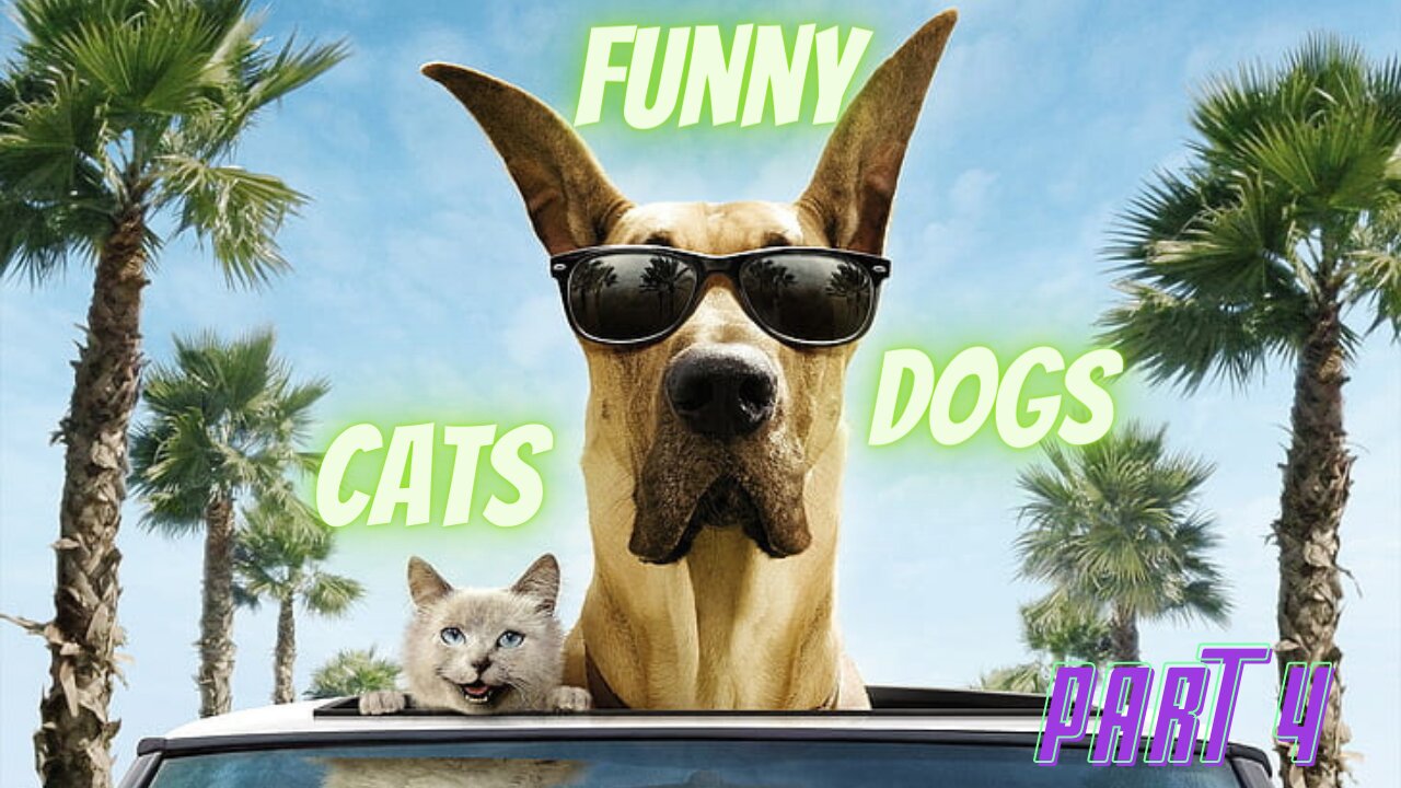 1 Hour of very funny moments with cats and dogs in 2023 part 4
