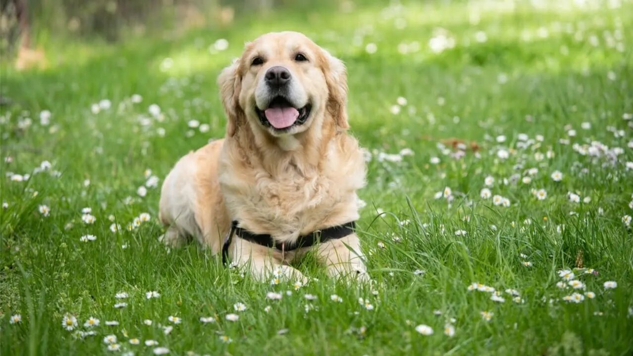 Act Like a Dog To Become an Incredible Speaker