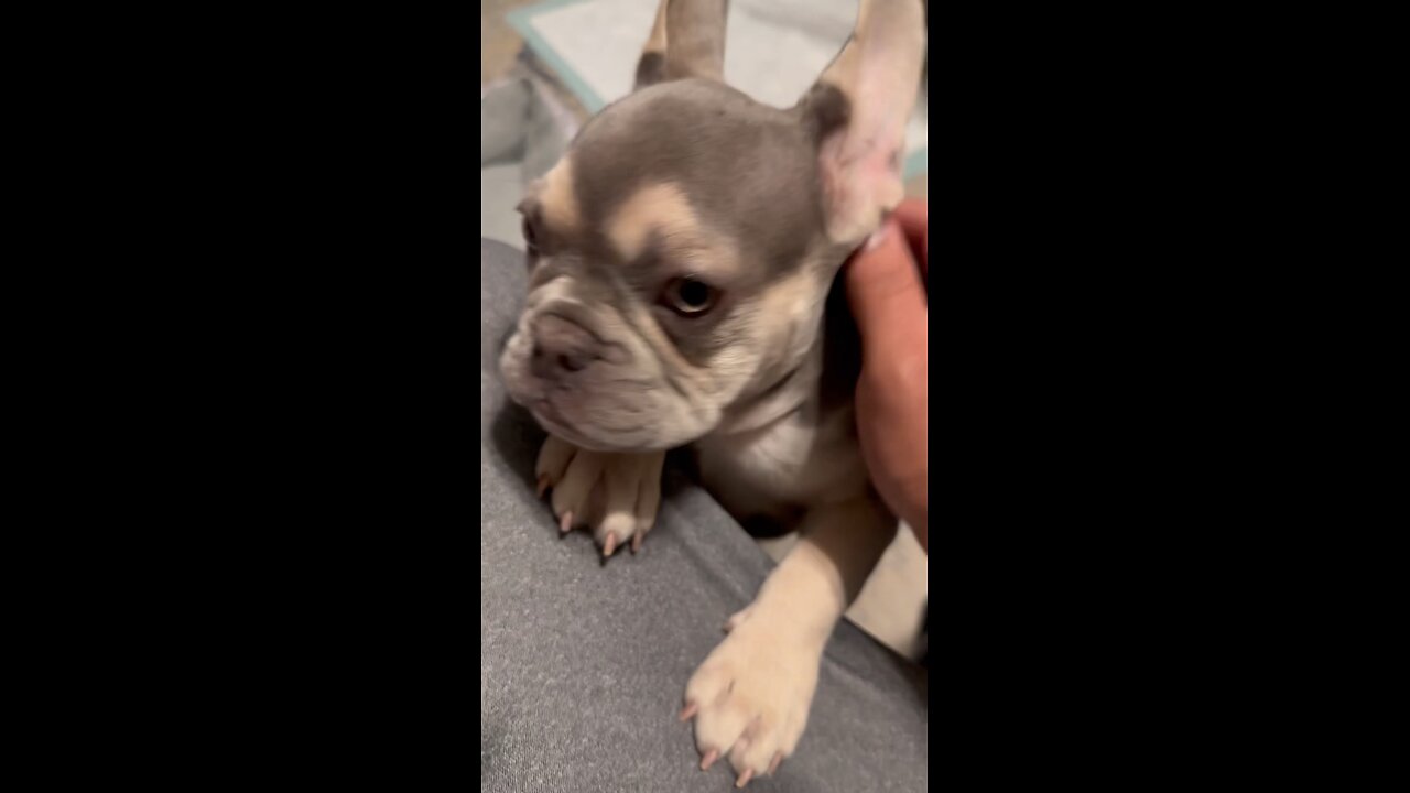 Gizmo the frenchie s darco tha bully