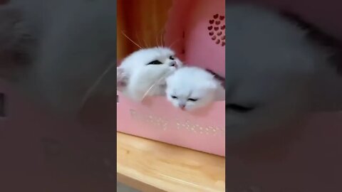 funny cat videos | cute cat videos| cute animals funny cats #shorts #shortsfunny #cutecat #funnycat