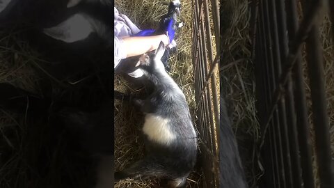 #pygmygoats #goatbirth #socuteanimals @gailbland9549 @DannyTheManParker @nuttythesquirrel5796
