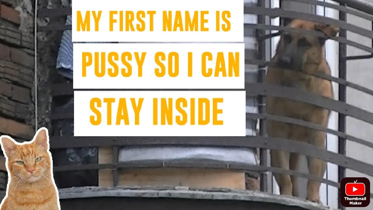 Dog on BALCONY
