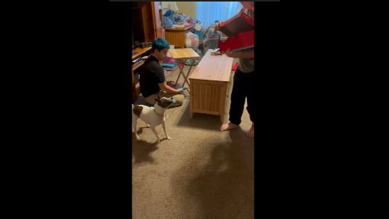 Princess hates Mimic box