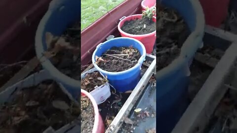 Early Spring Garden Surprise