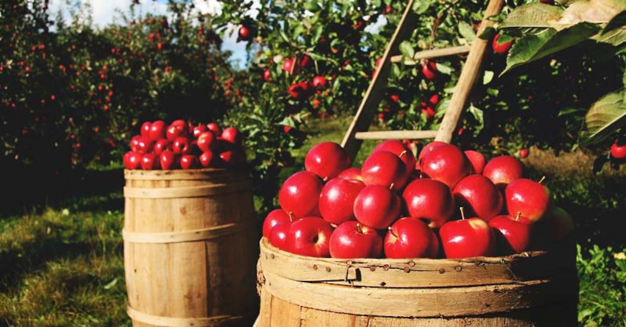 MASSIVE APPLE PLANTATION HARVEST! ♥