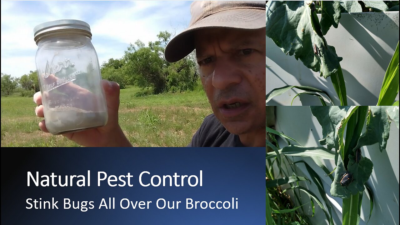 Natural Pest Control. Stink Bugs All Over Our Broccoli