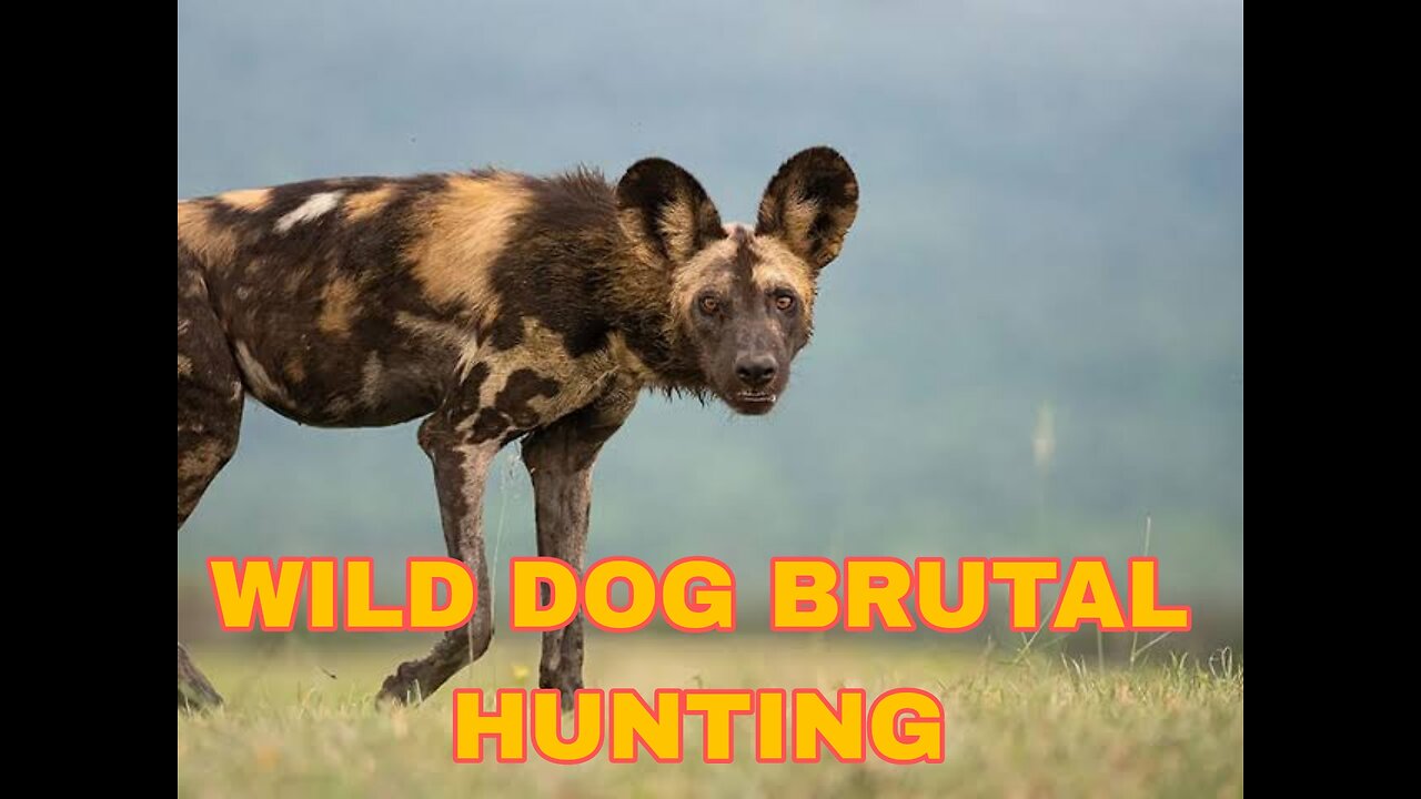Wild dog hunting | lestest wild dog video