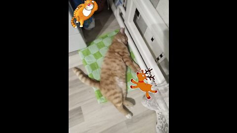 my cat behaves like this in the morning