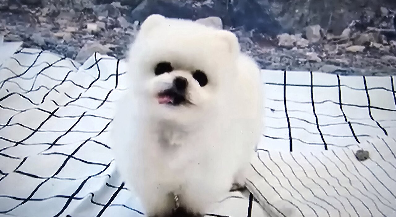 "Cuteness Overload: Funny Animals Compilation!"
