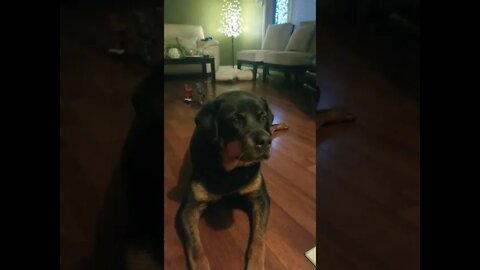 Rottweiler Nodding#Shorts #rottweiler😍💖💛💜