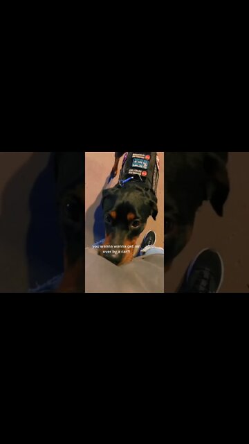 Such a worrywart 🙄 funniest rottweiler! #Shorts #rottweiler #dogs