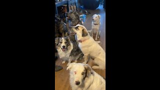 My rescues.