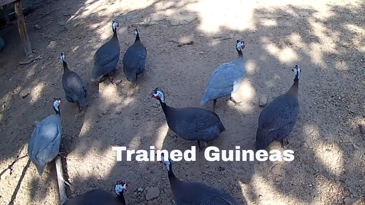 Trained Guineas.