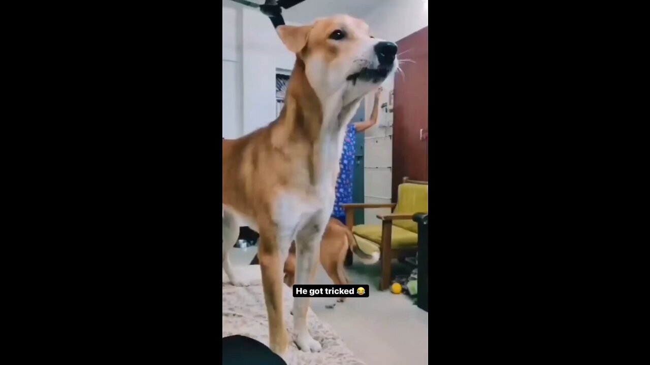 😂Funny Dog Compilation😂 | Part 1