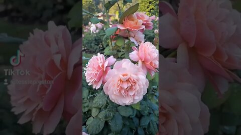 Most Beautiful Rose Collection #shortvideo #travel #oregon #filipino #trend #trending #rose