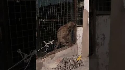 Golden langur visits me at home