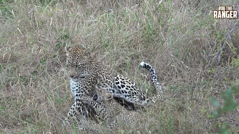 Scotia Female Leopard And Cub, Part 9