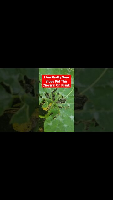Some Sort Of Something (I Think Slugs) Ate Several Pumpkin Leaves #shorts #garden #gardening #pest