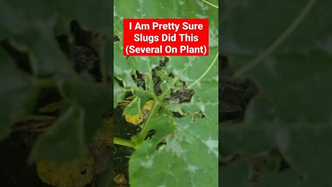 Some Sort Of Something (I Think Slugs) Ate Several Pumpkin Leaves #shorts #garden #gardening #pest